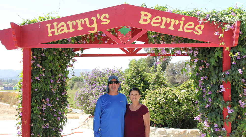 Harry's Berries Banner