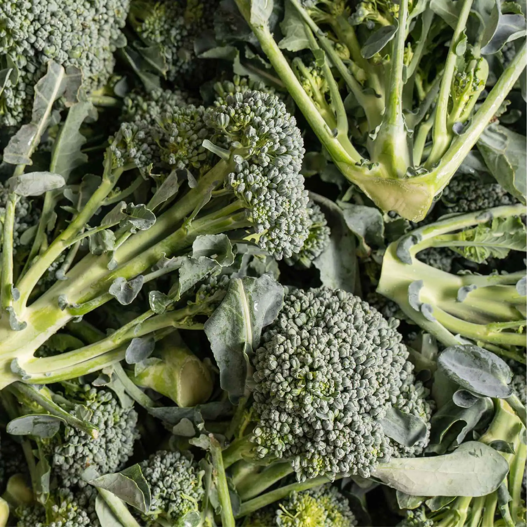 Organic Broccoli Di Cicco