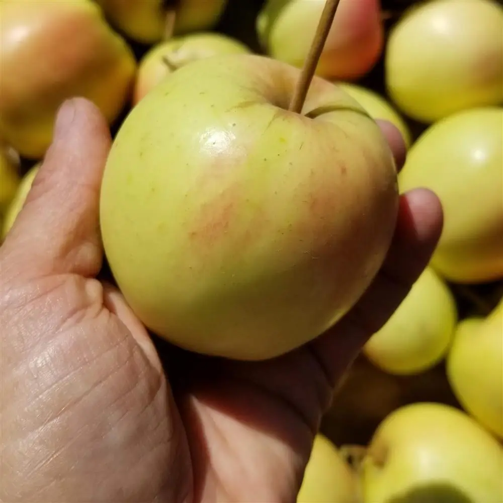 Bulk Organic Granny Smith Apples, 3 lb, Cuyama Orchards