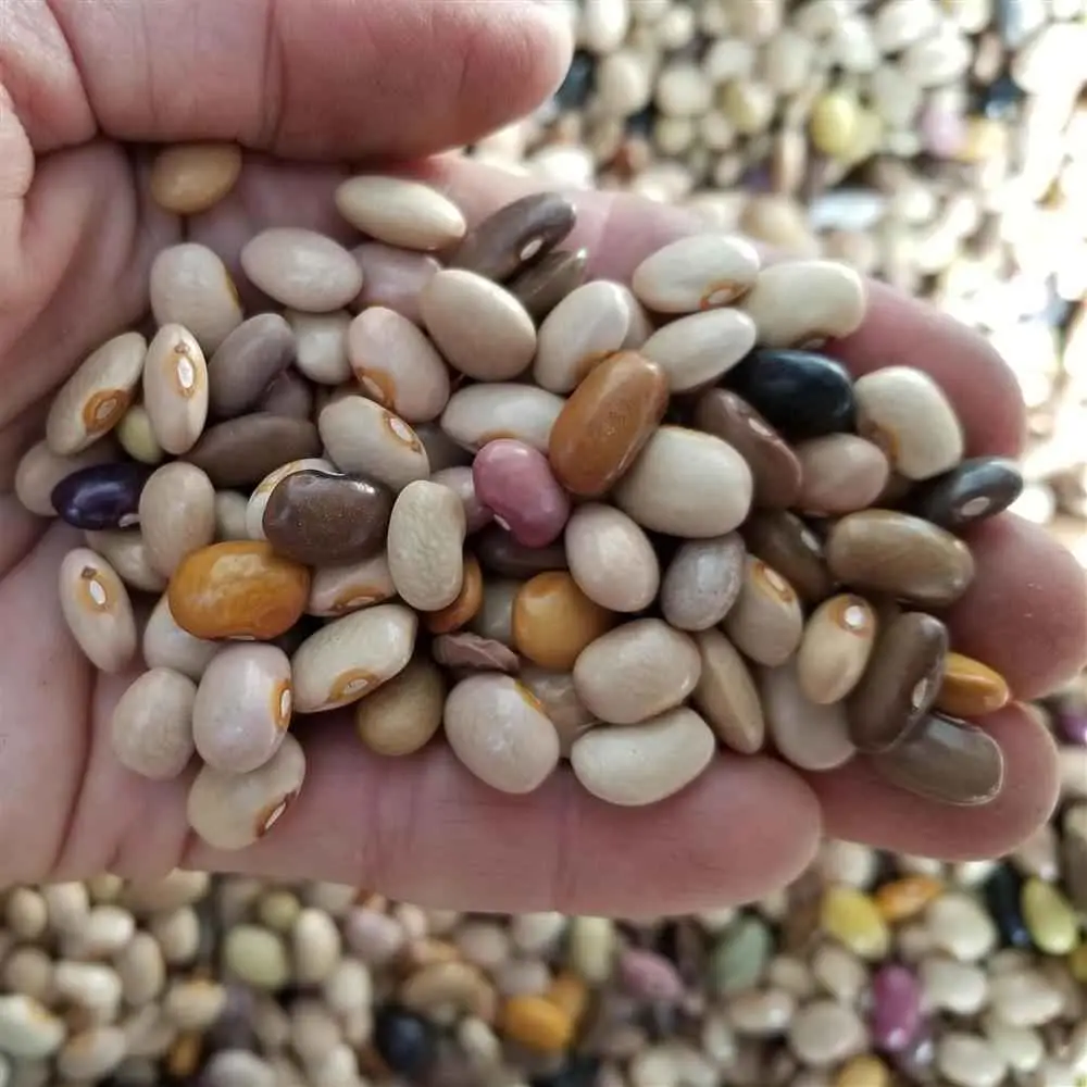Mr. Phipp's Pebble Dry Beans