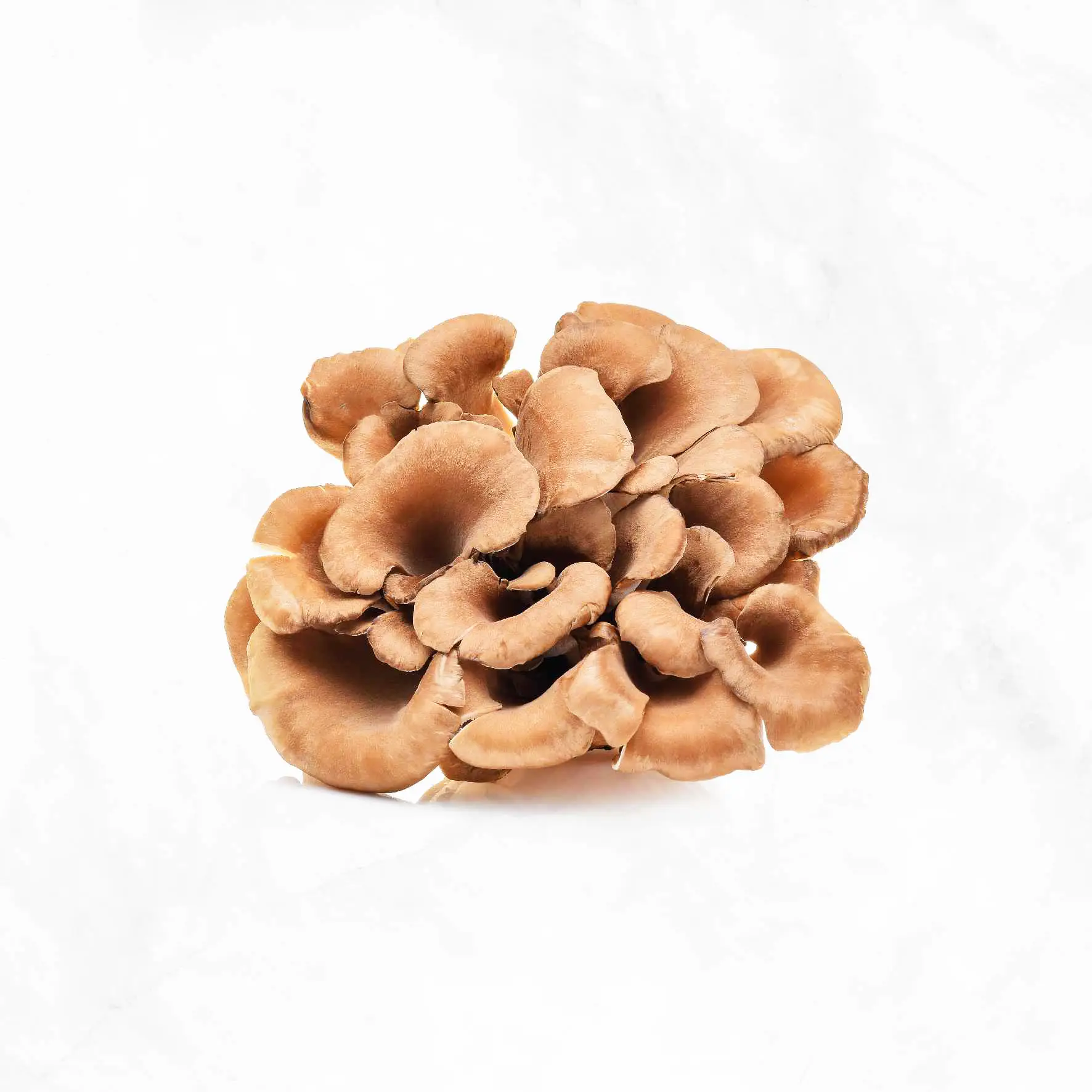 Organic Maitake Mushroom Delivery