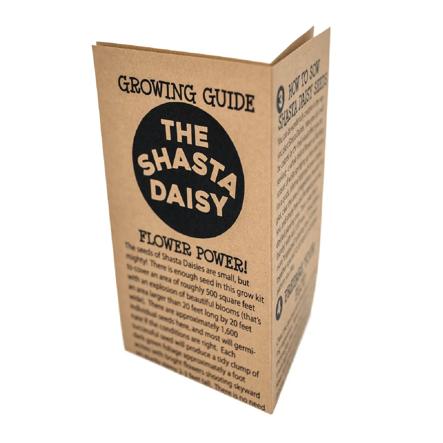 Shasta Daisy | Flower Seed Grow Kit Delivery