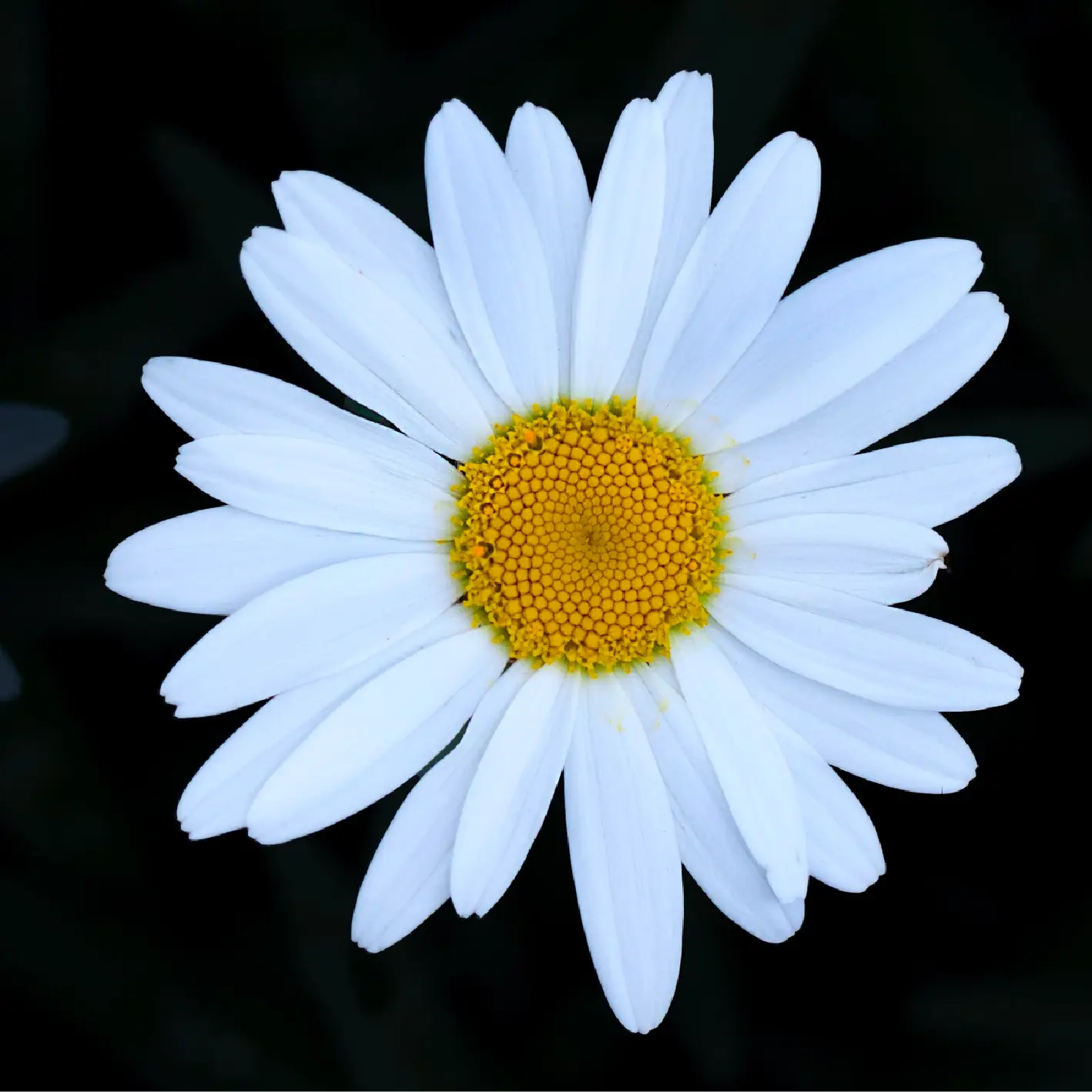 Shasta Daisy | Flower Seed Grow Kit Delivery