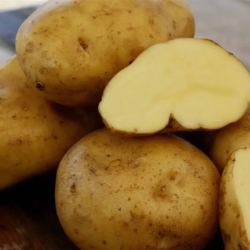 Organic Yukon Gold Potatoes - Full Belly Farm