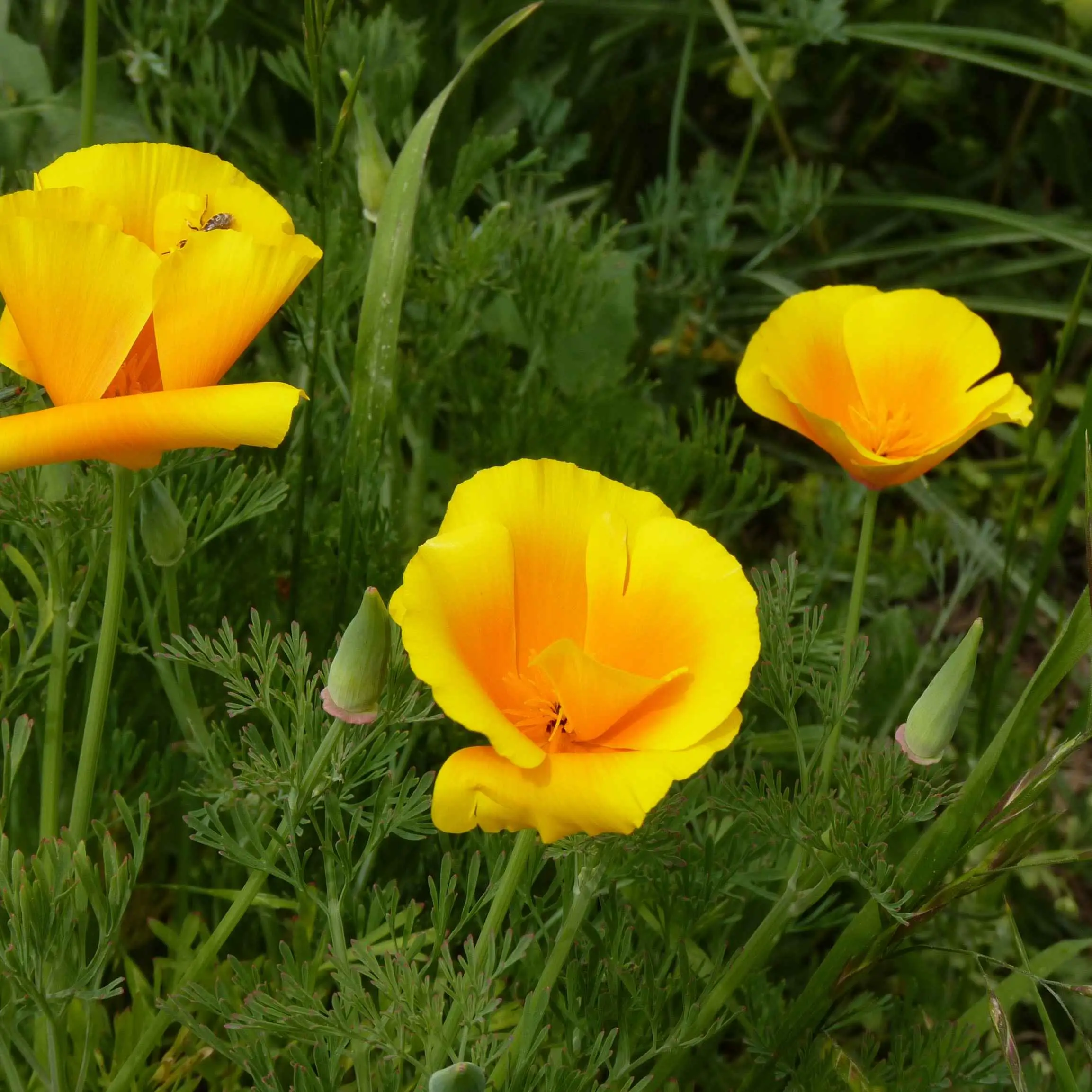 California Poppy | Seed Grow Kit Delivery