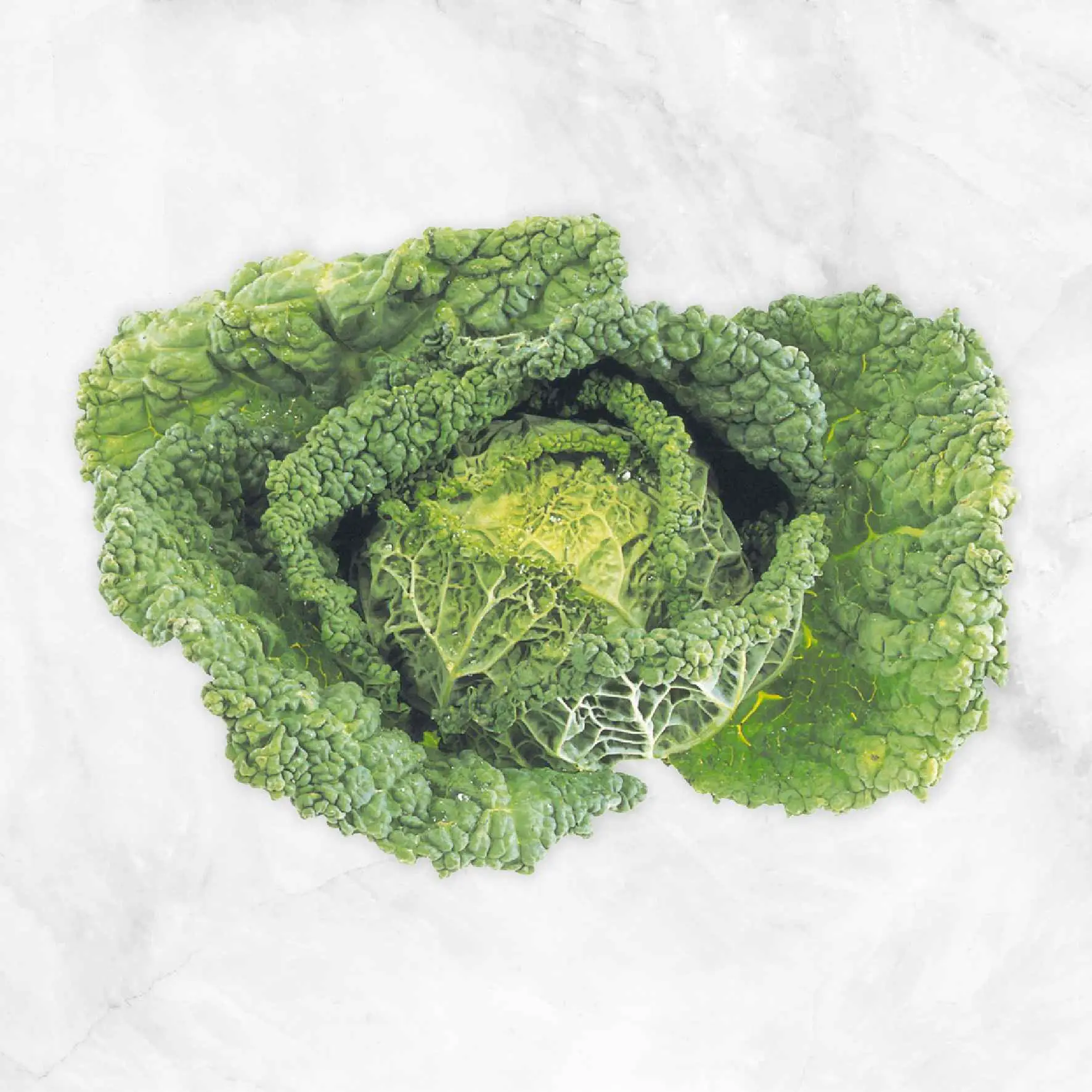 Organic Savoy Cabbage Delivery