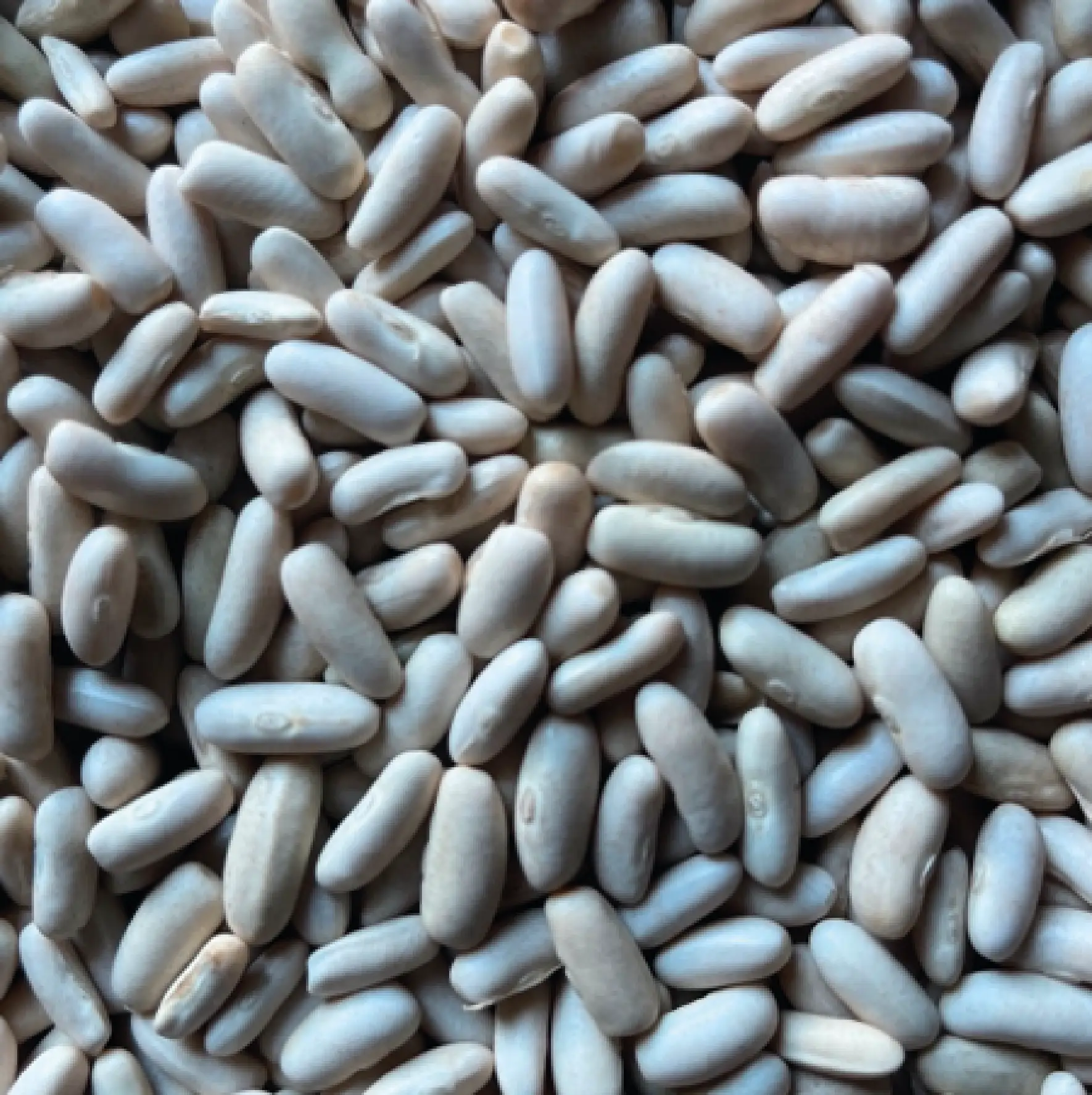 Dry French White Beans Delivery
