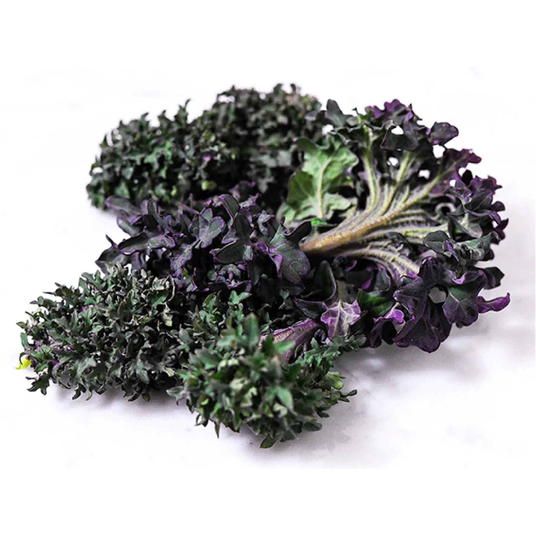 Organic RedUrsa Kale Delivery