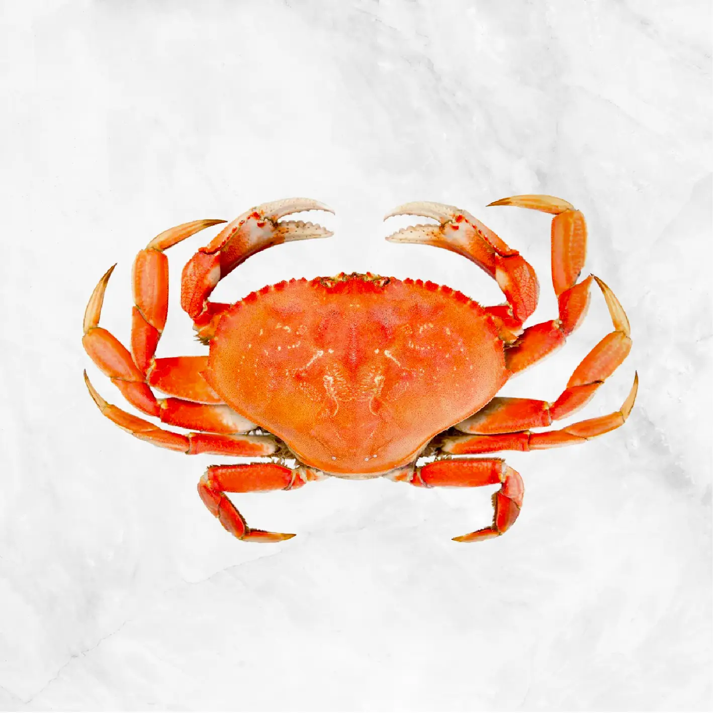 Cooked Dungeness Crab