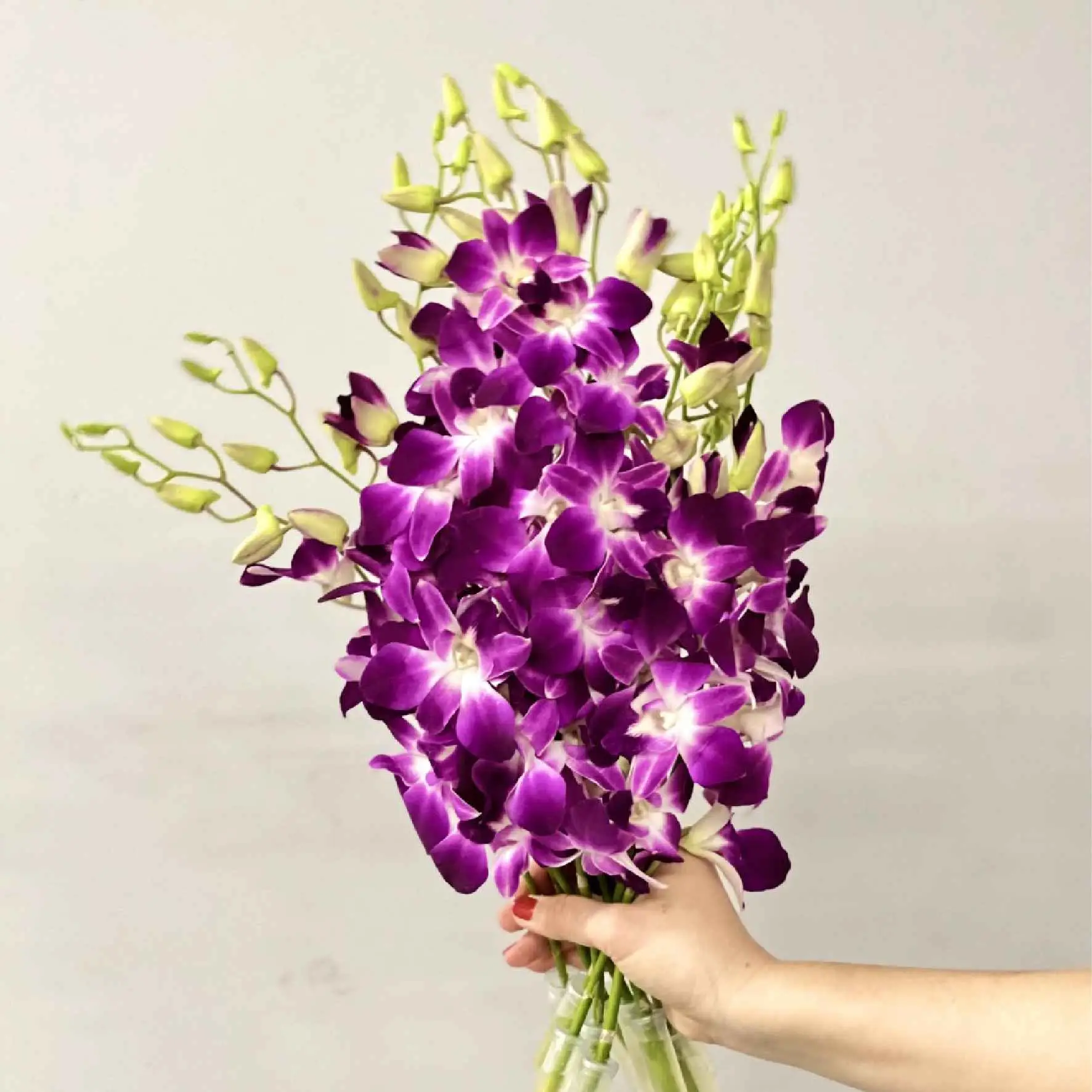 Purple Orchids Delivery