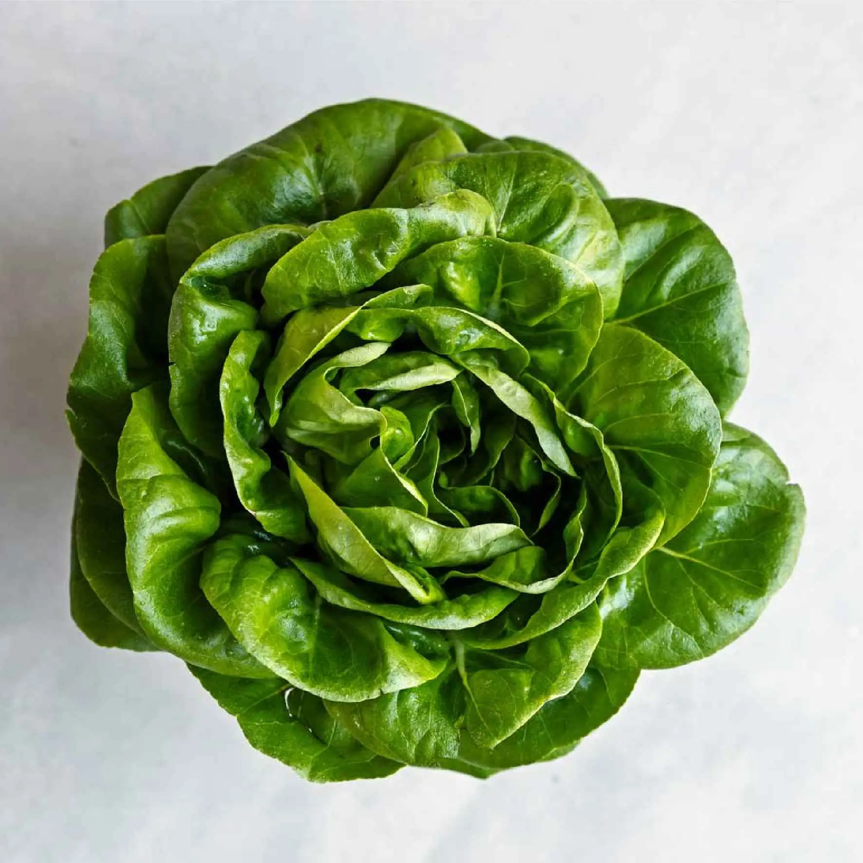 Organic Green Butter Lettuce Delivery