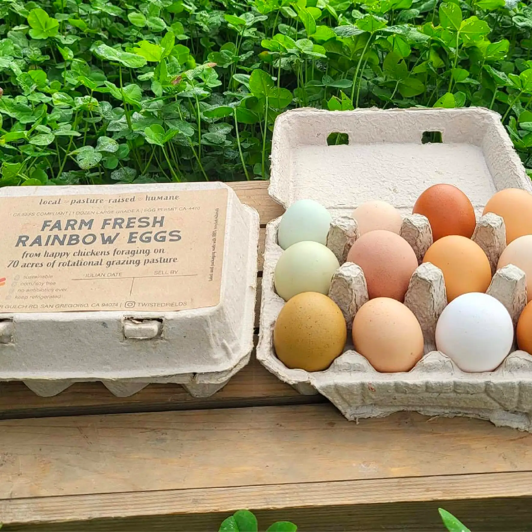 Chicken Eggs - Twisted Fields
