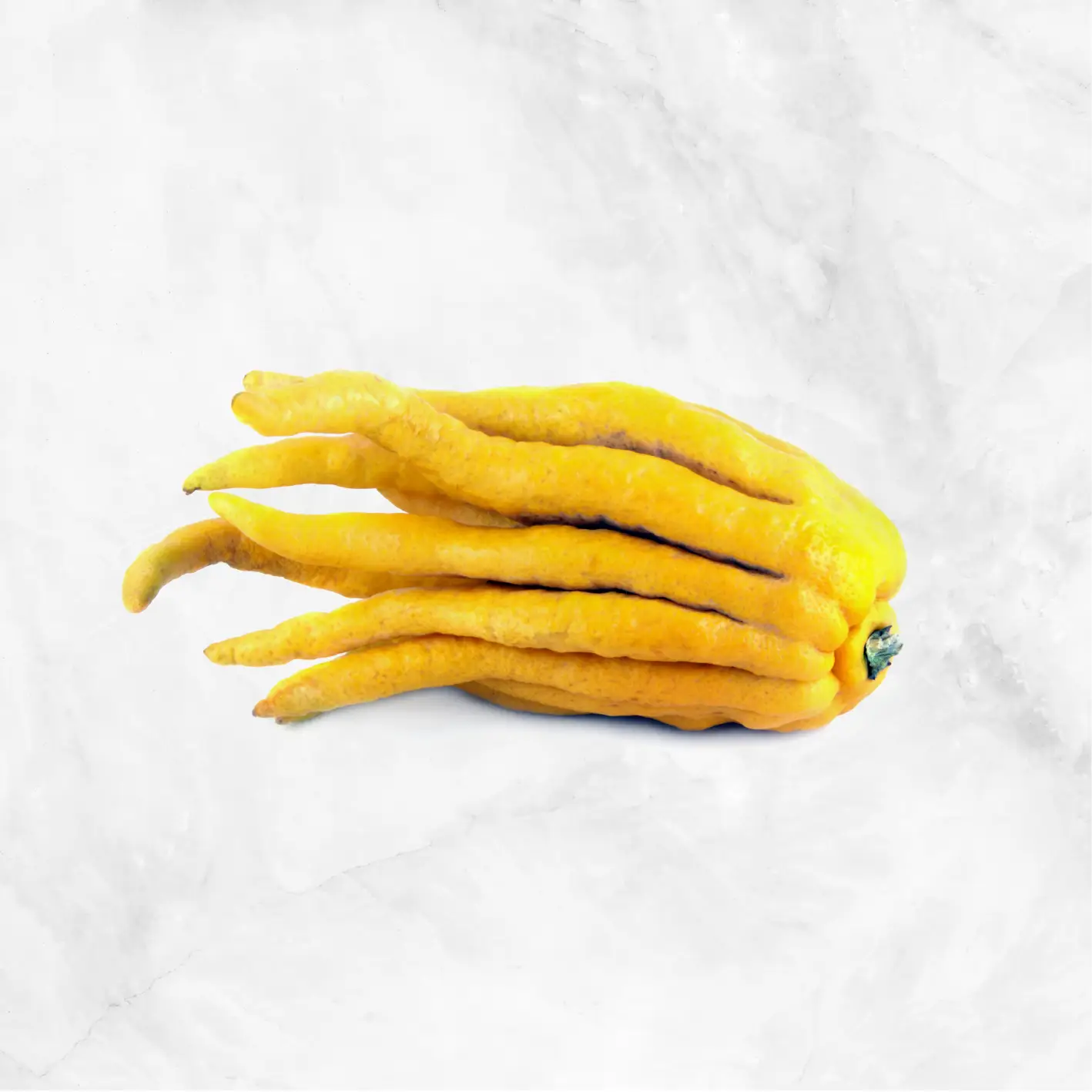 Buddha's Hand Citron