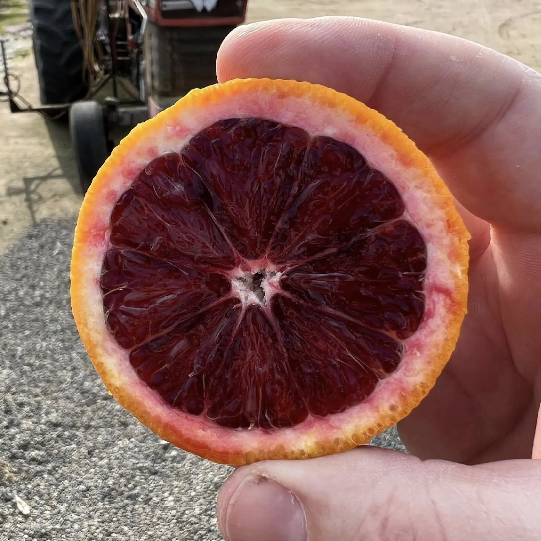 Tarocco Blood Oranges - Galpin Family Farms Delivery
