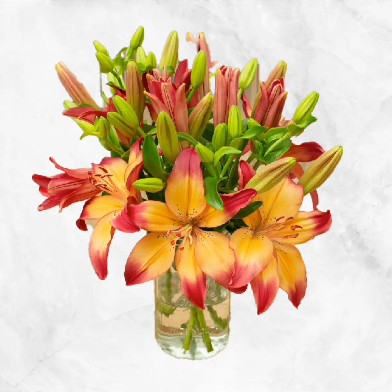 Bi Color Asiatic Lilies