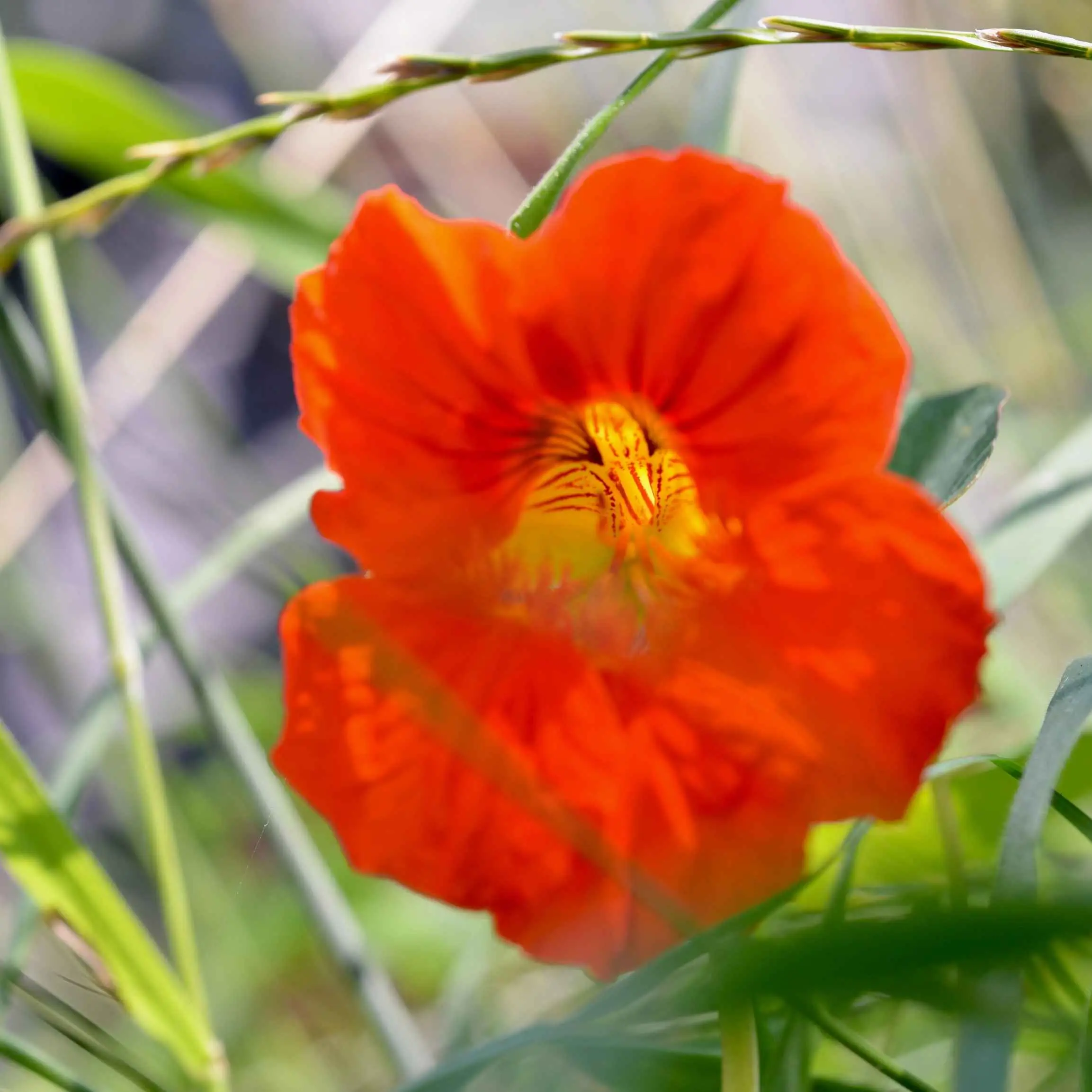 Nasturtium | Flower Seed Grow Kit Delivery