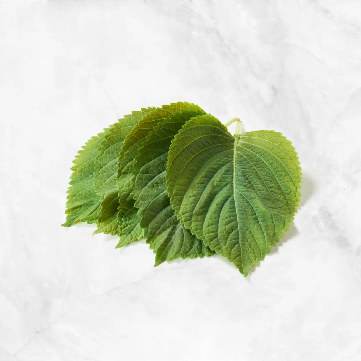 Shiso / Perilla Korean Leaf