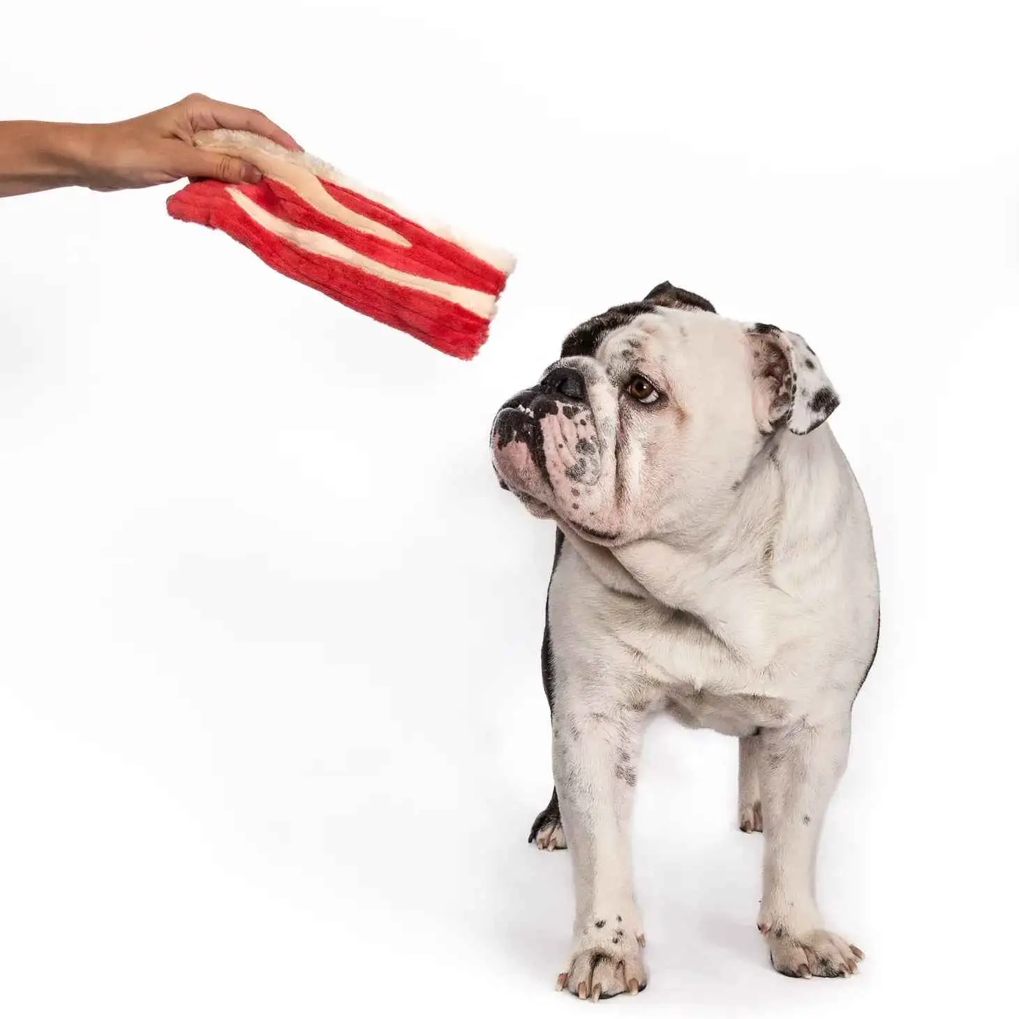 Bacon Dog Toy Delivery