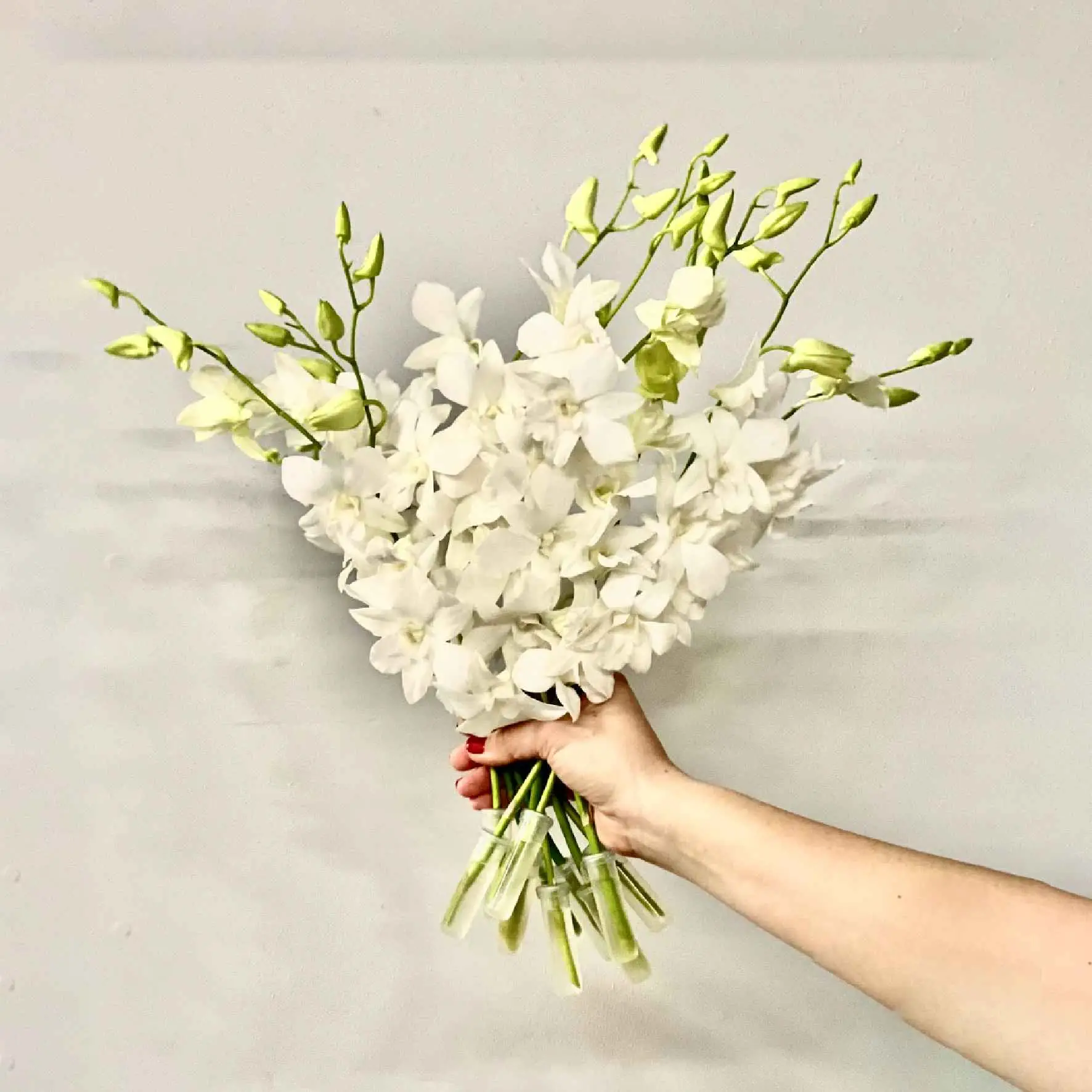 White Orchids Delivery
