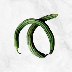 Armenian Green Cucumber